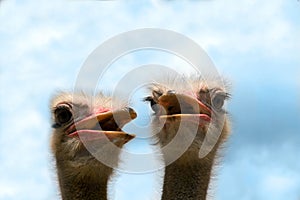 Ostriches photo