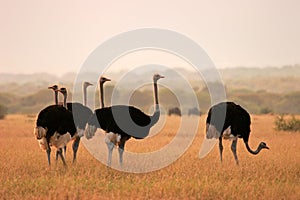 Ostriches photo