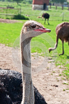 Ostriches