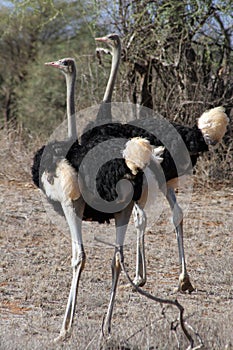 Ostriches photo