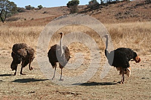 Ostriches in Africa