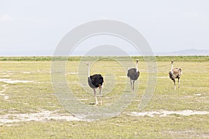 Ostriches in Amboseli, Kenya