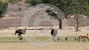 Ostriches and antelopes in shimmering heat wave