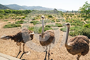 Walking Ostriches, Ostrich Farm, California