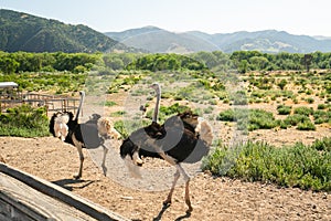 Walking Ostriches, Ostrich Farm, California