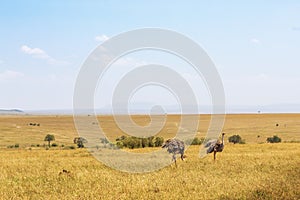 Ostriches in a beautiful savanna landscapes in Masai Mara