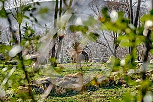 Ostriches behind the green leaves and branches in zoo,
