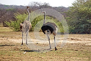 Ostriches in Botswana