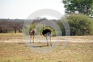 Ostriches in Botswana