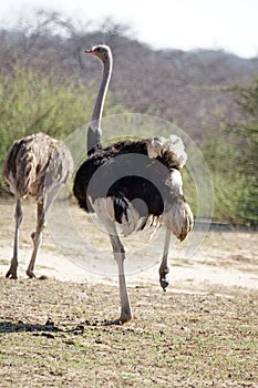 Ostriches in Botswana