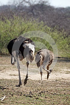 Ostriches in Botswana