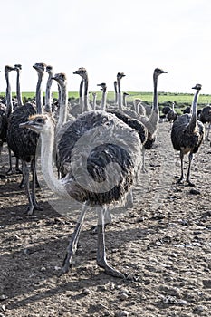 Ostriches in a camp