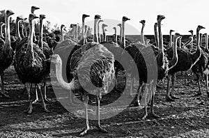 Ostriches in a camp