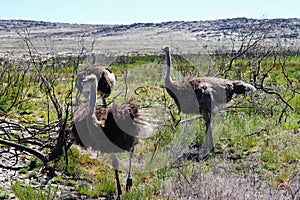 Ostriches at the Cape Peninsula in South Africa