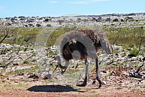 Ostriches at the Cape Peninsula in South Africa