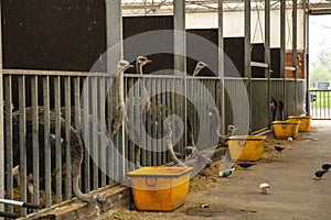 Ostriches in captivity eat food from bath tubs