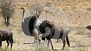 Ostriches cooling of in Kalahari