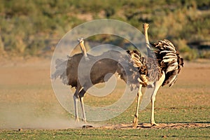 Ostriches displaying photo