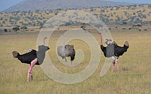 Ostriches do a mating dance for a female