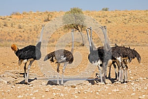 Ostriches drinking water at a waterhole