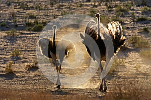 Ostriches in dust photo
