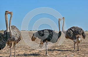 Ostriches, each sheep with its partner two pairs of ostrich