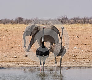 Ostriches And Elephant