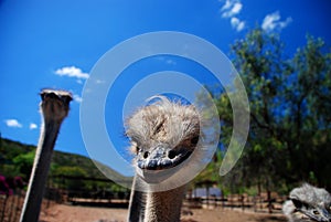 Ostriches on a farm