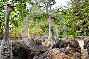 Ostriches farm