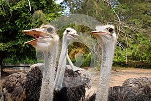 Ostriches farm