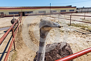 Ostriches on a farm