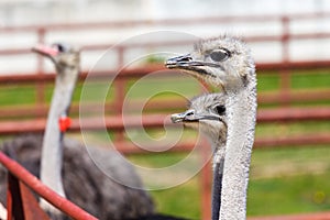 Ostriches on a farm