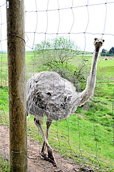 Ostriches farm