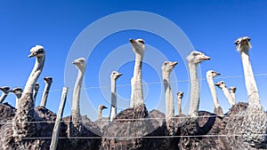 Ostriches Farm Birds Fence