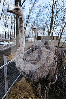 Ostriches on a farm, close up view