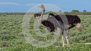 Ostriches in field