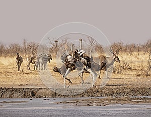 Ostriches Fighting