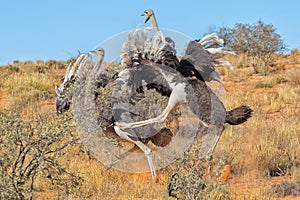 Ostriches fighting