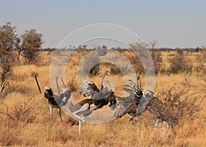 Ostriches Fighting in the Kalahari Desert