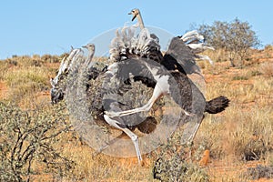 Ostriches fighting at kgalagadi