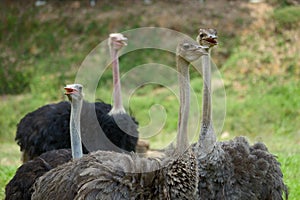 Ostriches