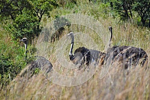 Ostriches through the grass