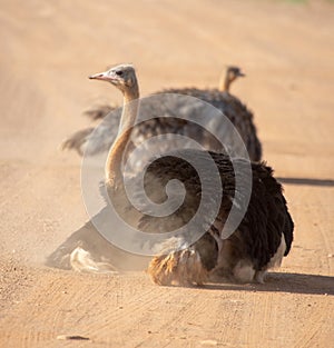 Ostriches having a dust bath.
