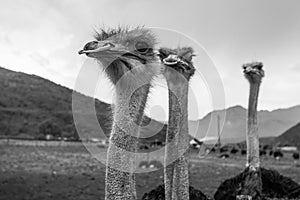 Ostriches head closeup
