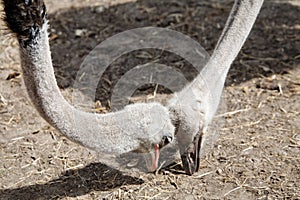 Ostriches headbanging