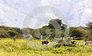 Ostriches inside the crater of Ngorogoro.