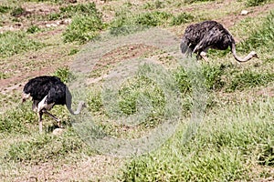 Ostriches Itatiba Zoo Sao Paulo Brazil