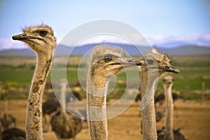 Ostriches in the Karoo