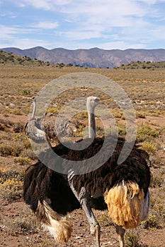 Ostriches in the Karoo desert Calitzdorp South Africa