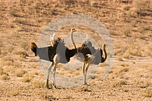 Ostriches in Kgalagadi